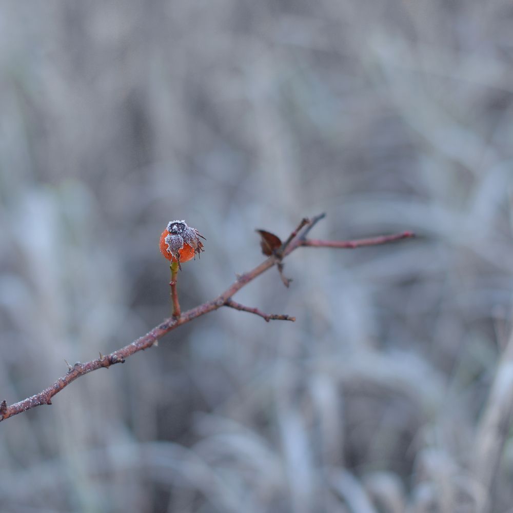 Шиповник в сахаре