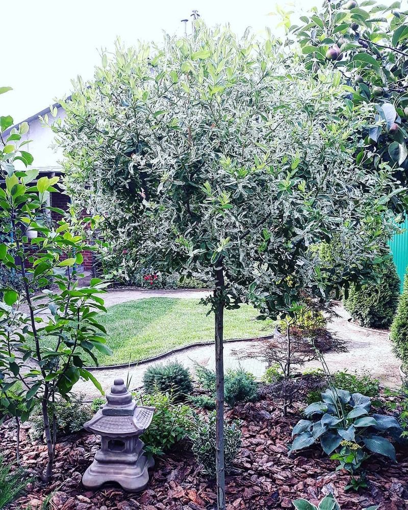 Японский сад