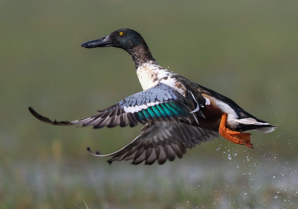 Photograph by Partha Sarkar