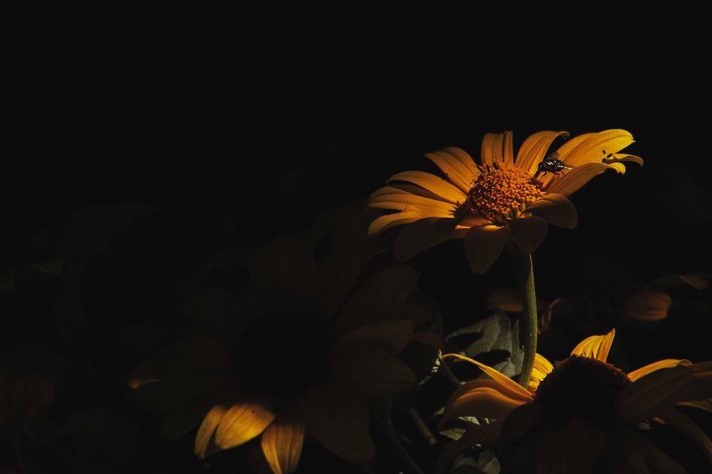 Photograph by Яна Петрова