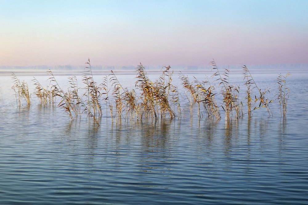Рассветный камыш.