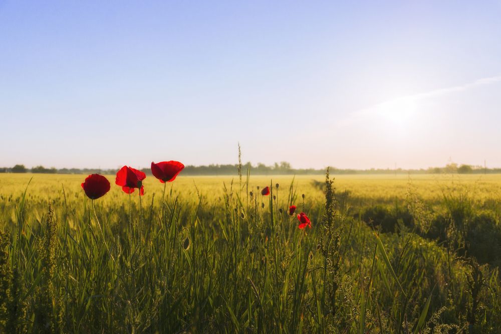 Photograph by Марина Гнедаш