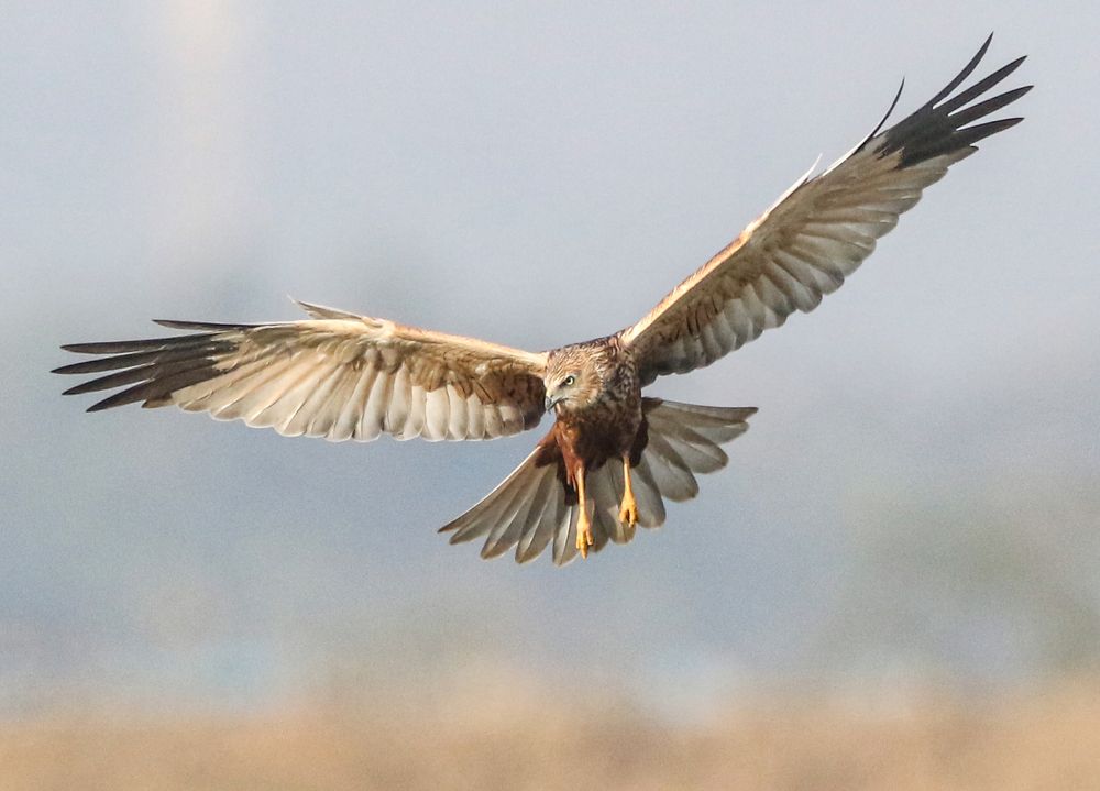 Photograph by Partha Sarkar