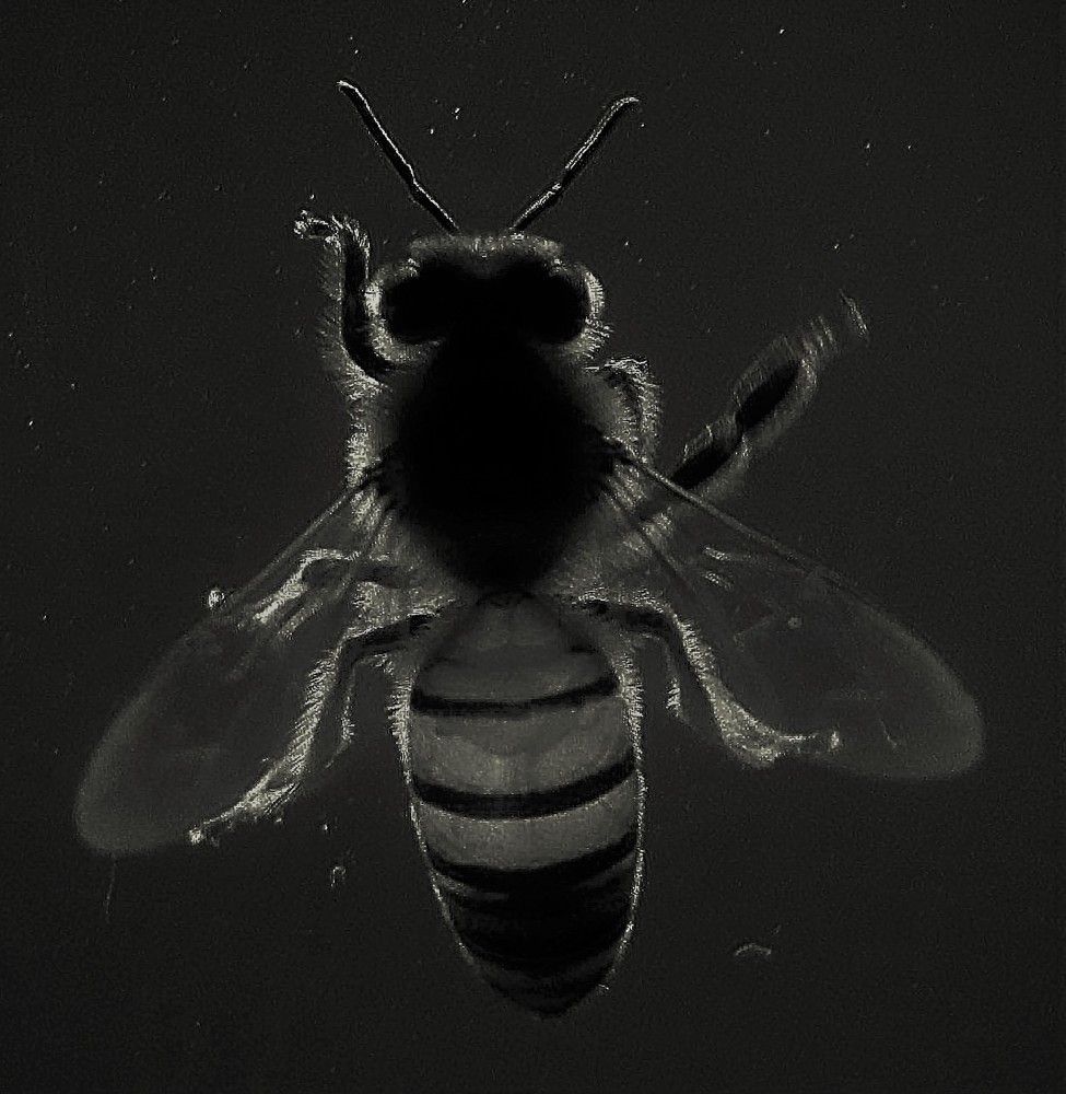 Photograph by Simone Guaselle