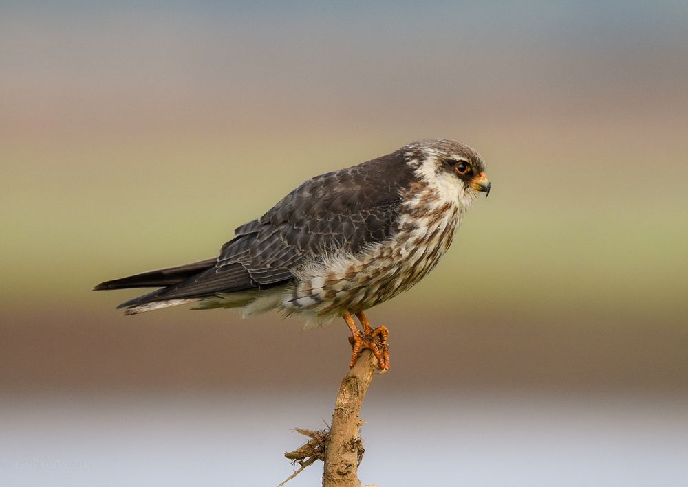 Amur Falcon