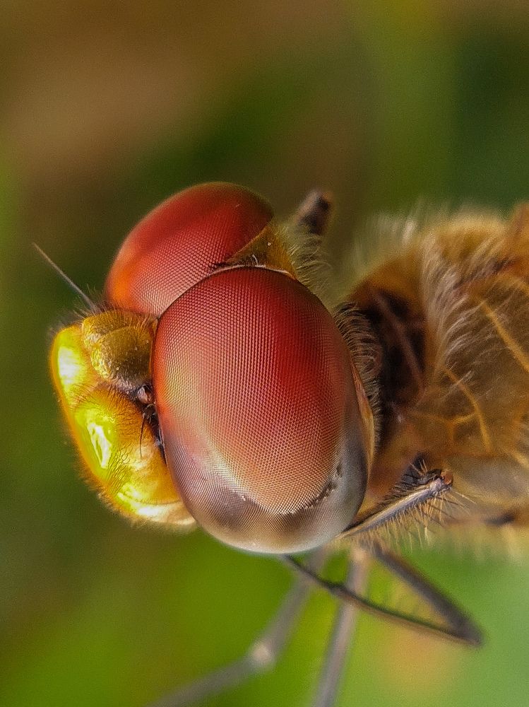 Photograph by Chutu Sing