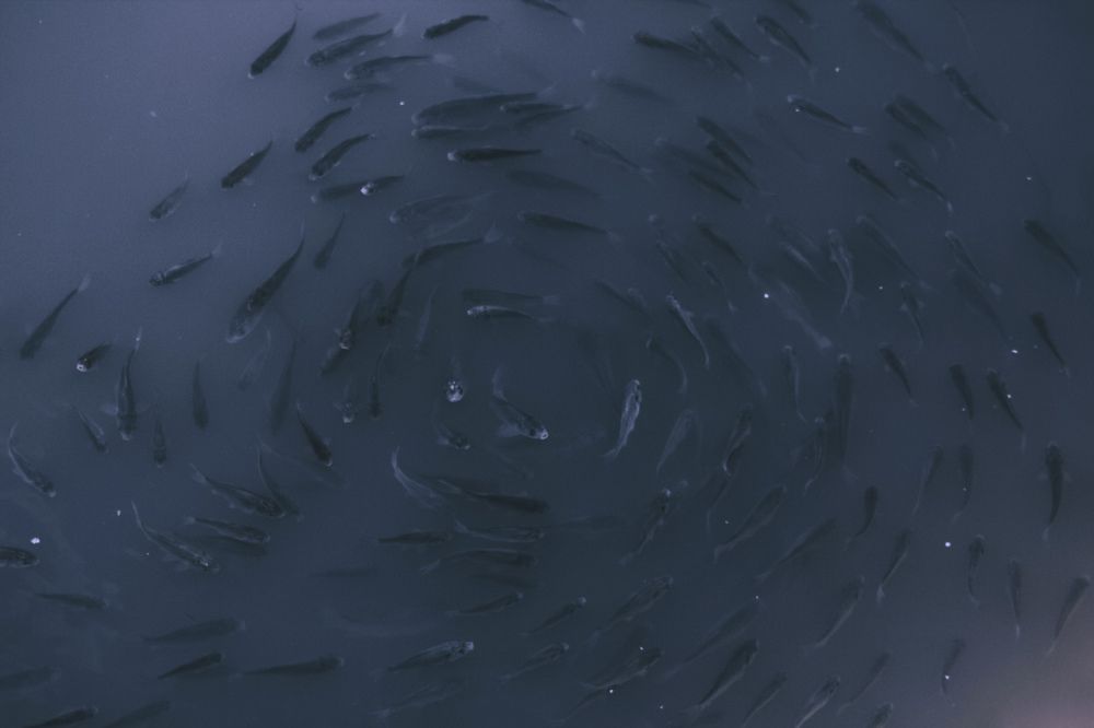 Photograph by Яна Петрова