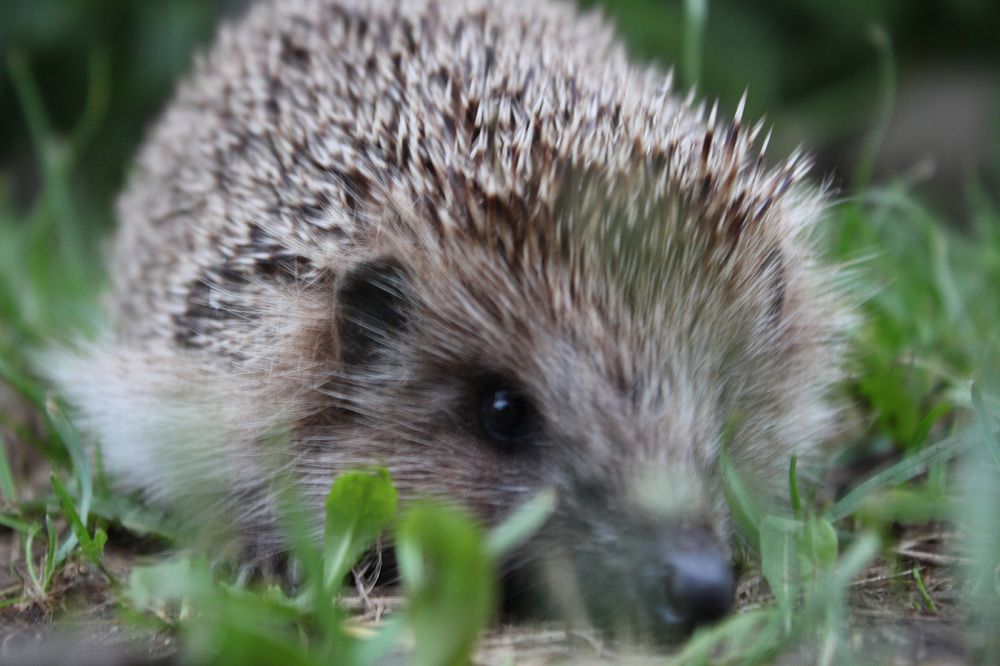 Фотография автора Никита Гутор