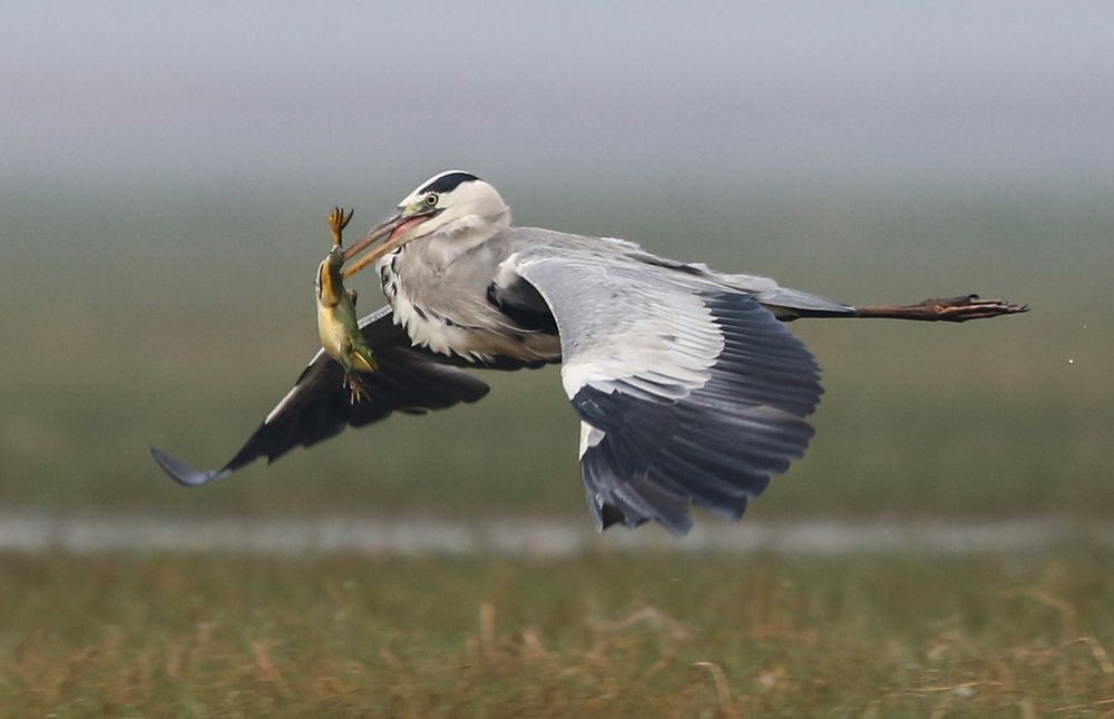 Grey heron with frog