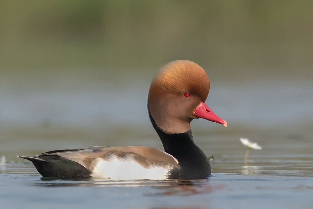 Pochard with Flower