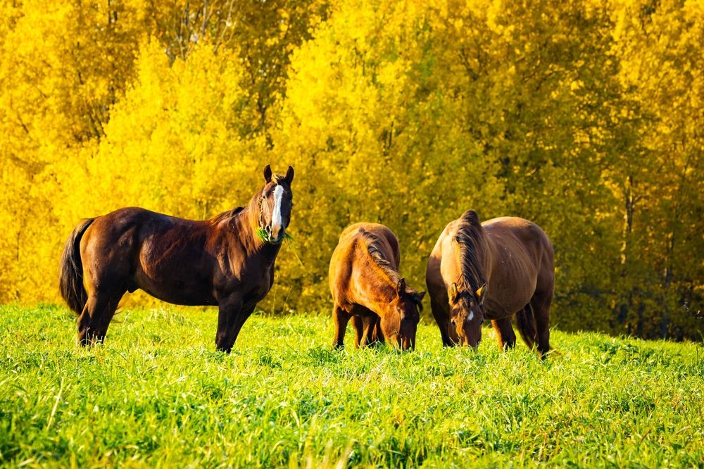 Осенний пейзаж с лошадьми