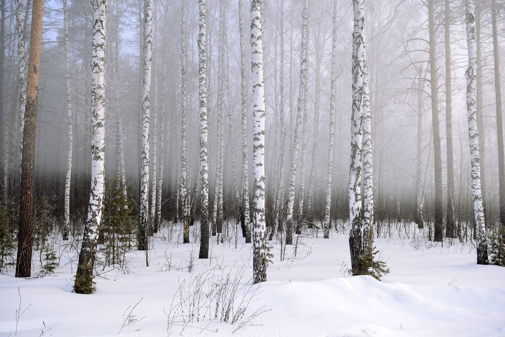 Бродит туман в березовой роще