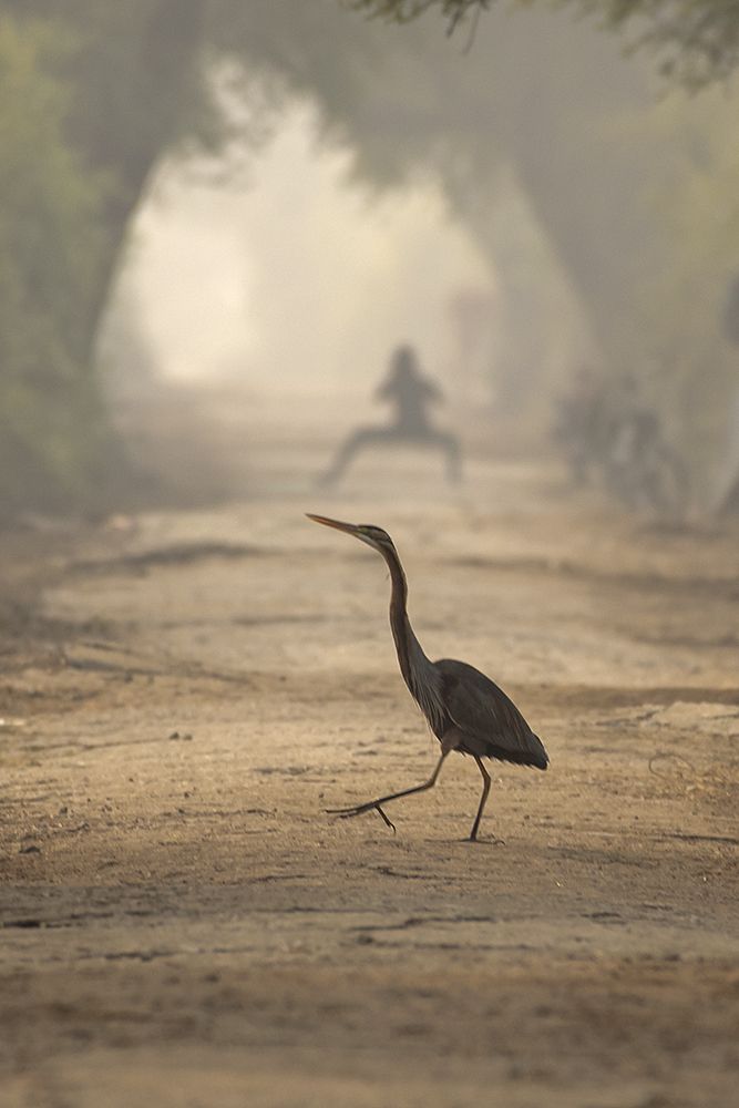Heron & D YogaGrapher