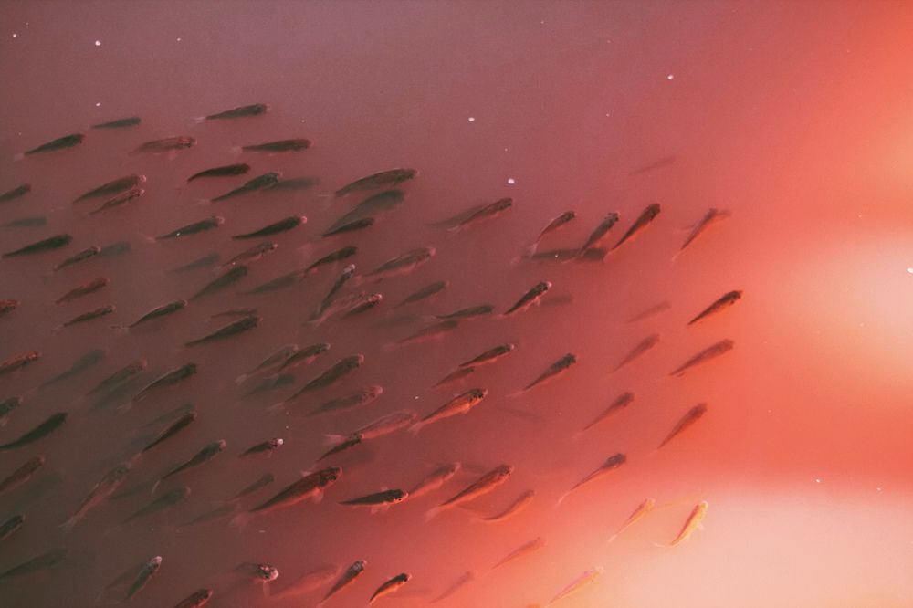 Photograph by Яна Петрова