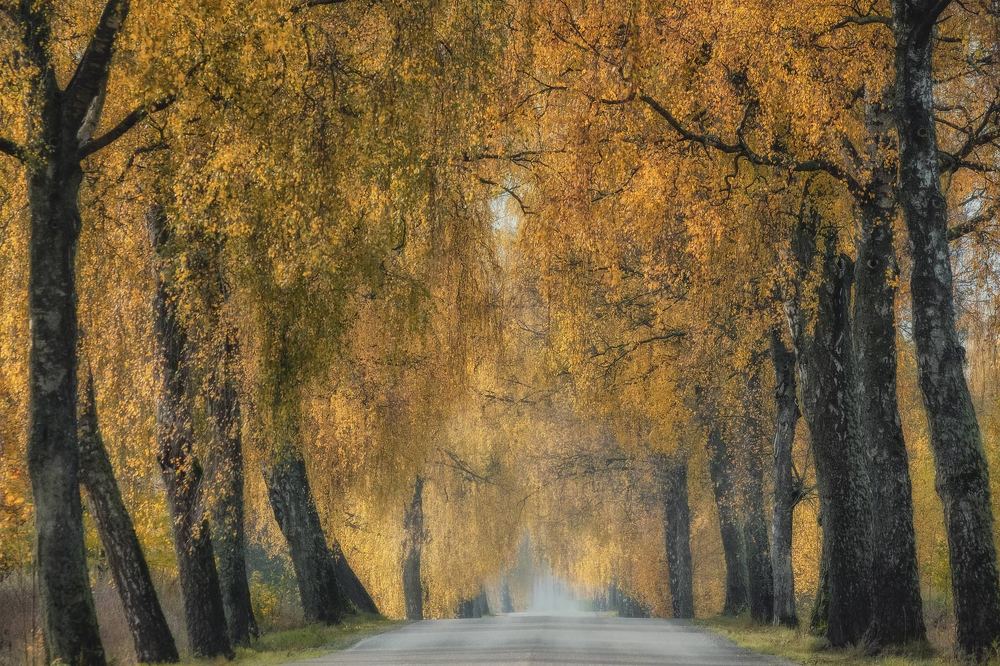 Photograph by Daiva Dgs