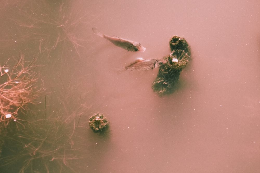 Photograph by Яна Петрова