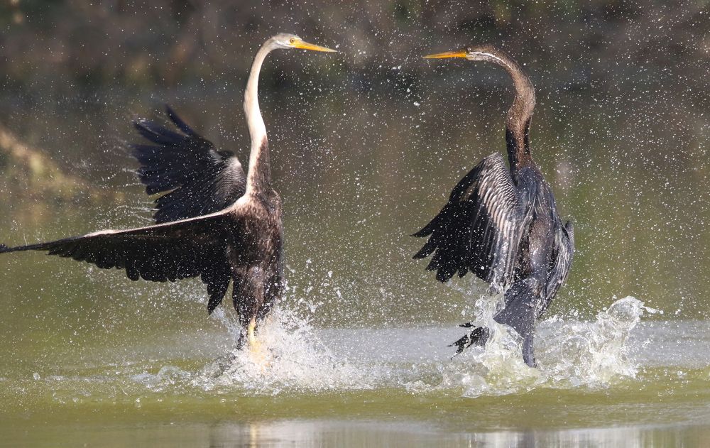 Moments of Territorial Fight between two Darters