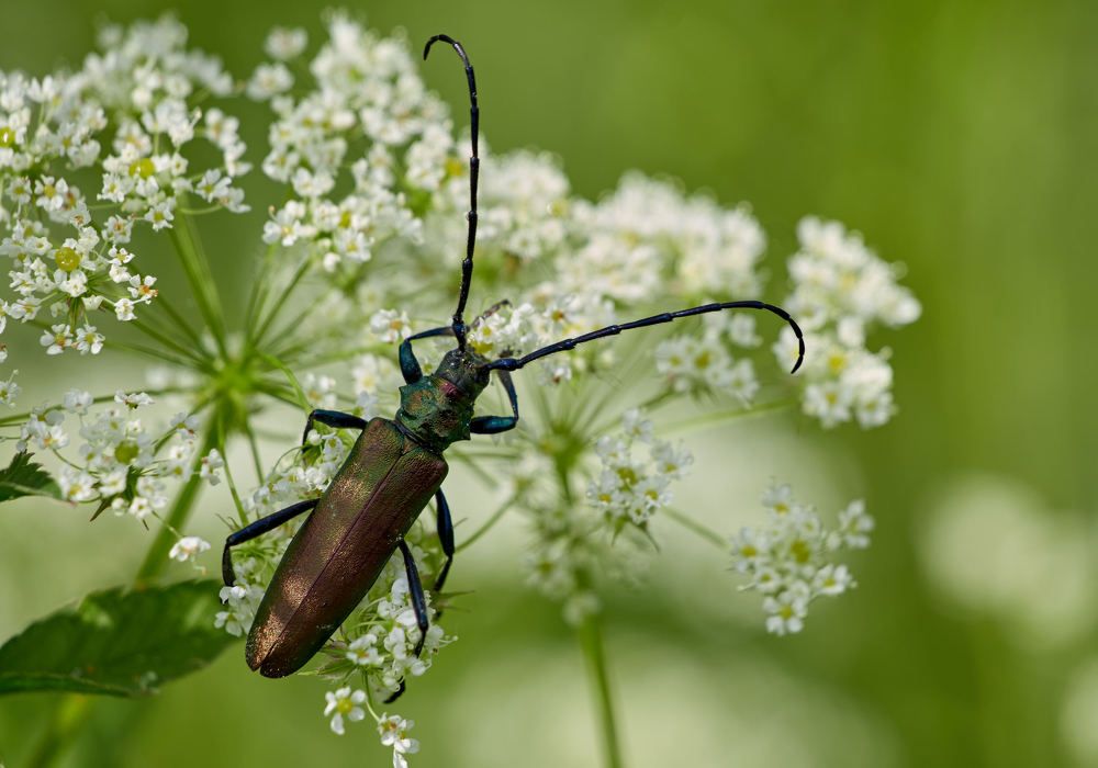 Мускусный усач