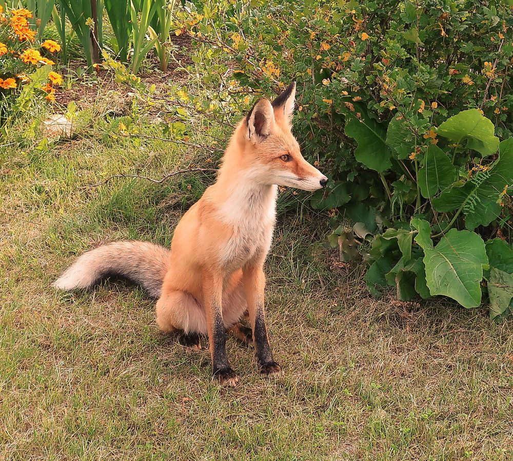 Задумчивая рыжая