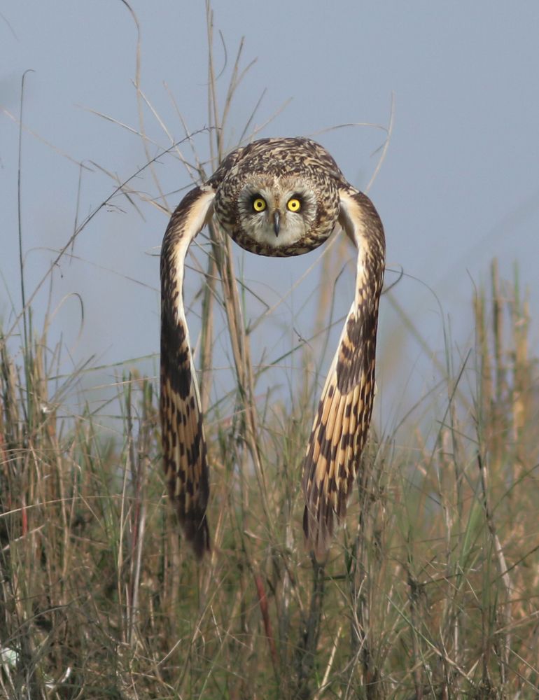 Short-eared Owl head on flight