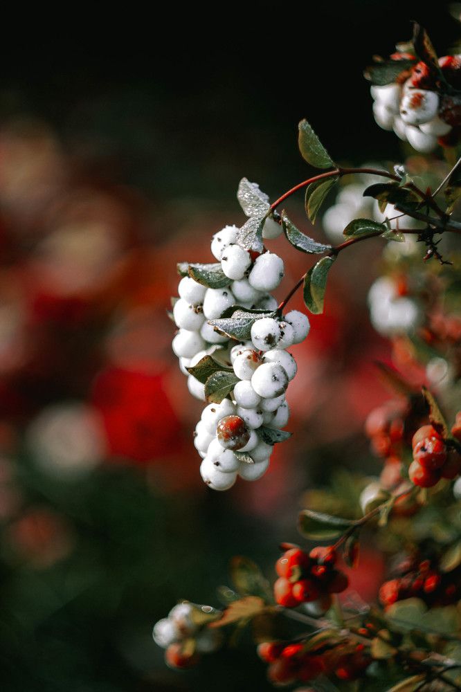 Photograph by Яна Петрова