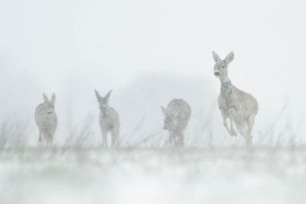 Photograph by Flora Jakab