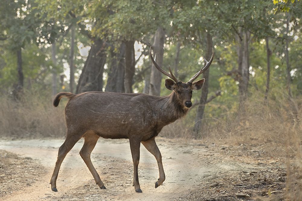 Wildlife in it's Habitat