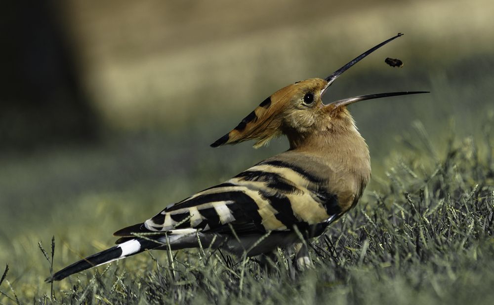 Photograph by Igor Tourovski