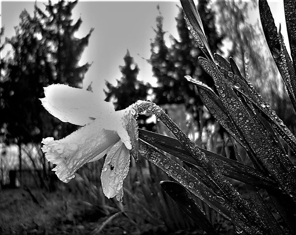 Photograph by TERESA Yurkevich