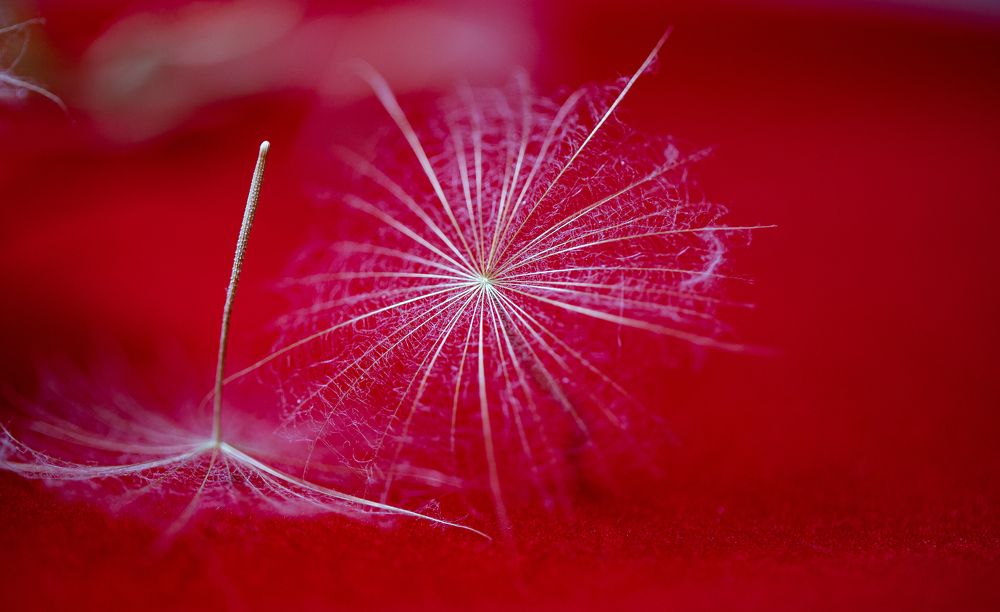 Photograph by Ирина Команова