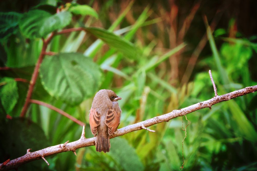Photograph by Paulo Cesar Soares