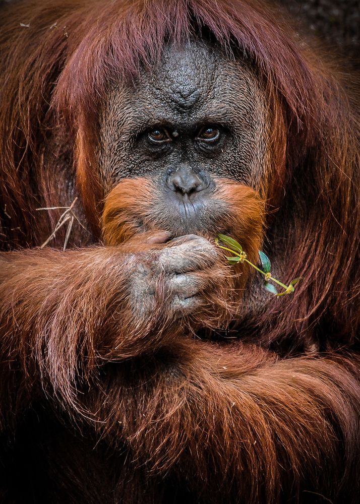 Orangutan, People of The Forest