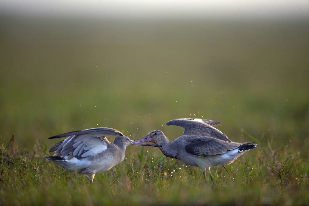 "Godwit territorial fight"