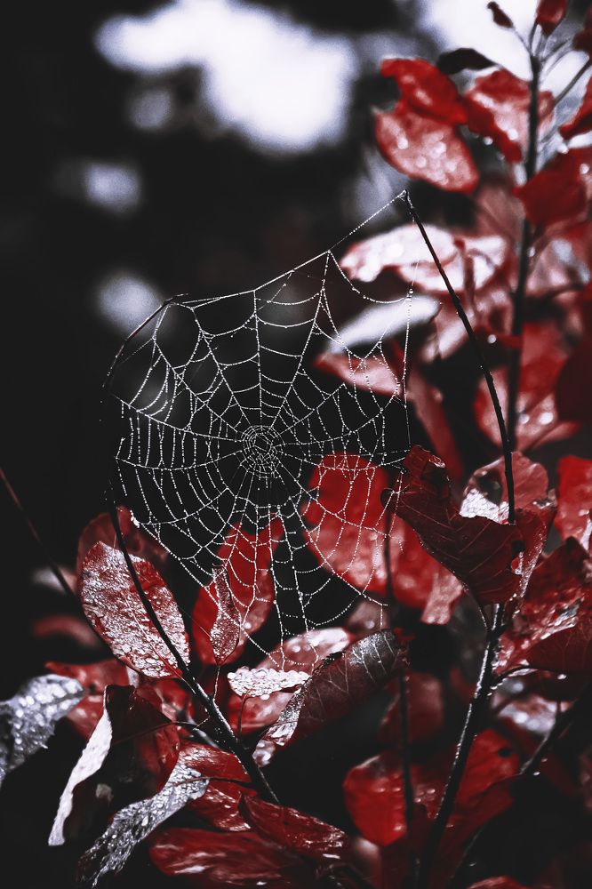 Photograph by Яна Петрова