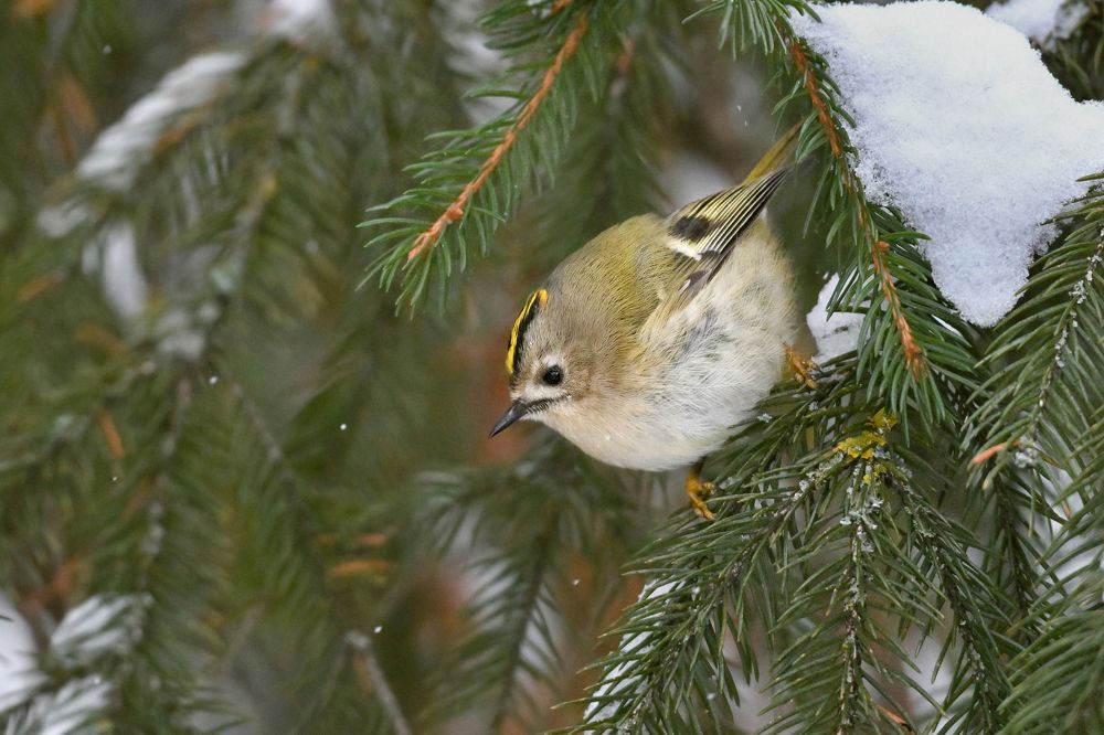 Новогодний шарик