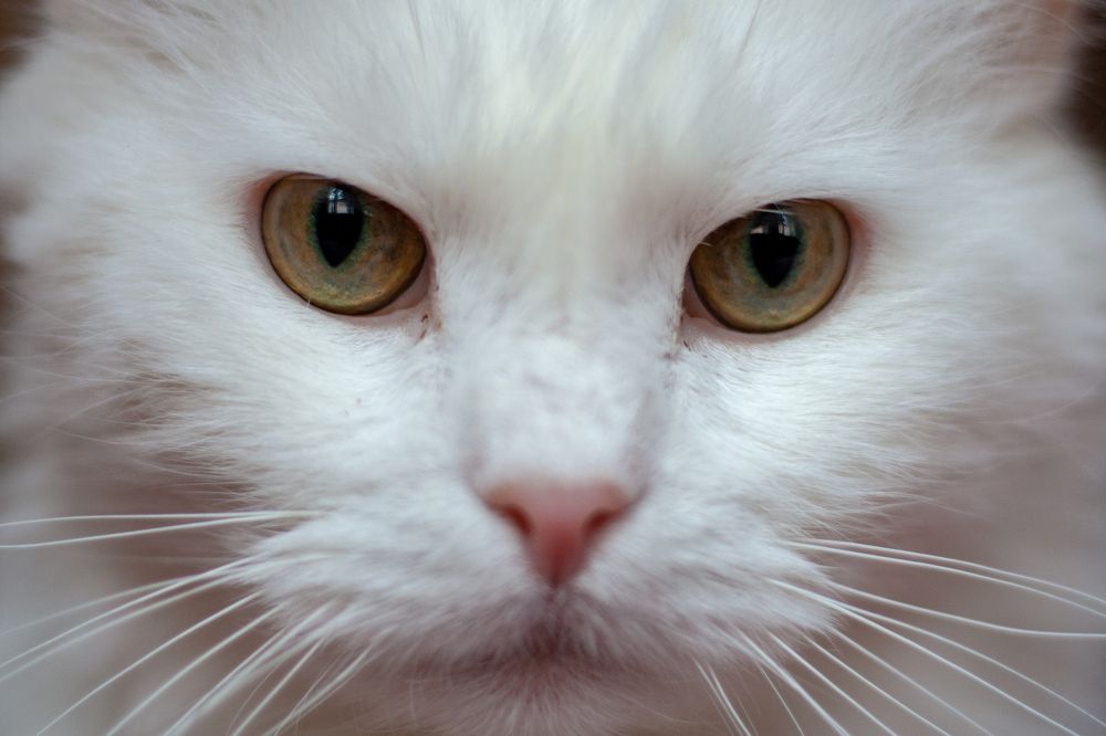 Photograph by Диана