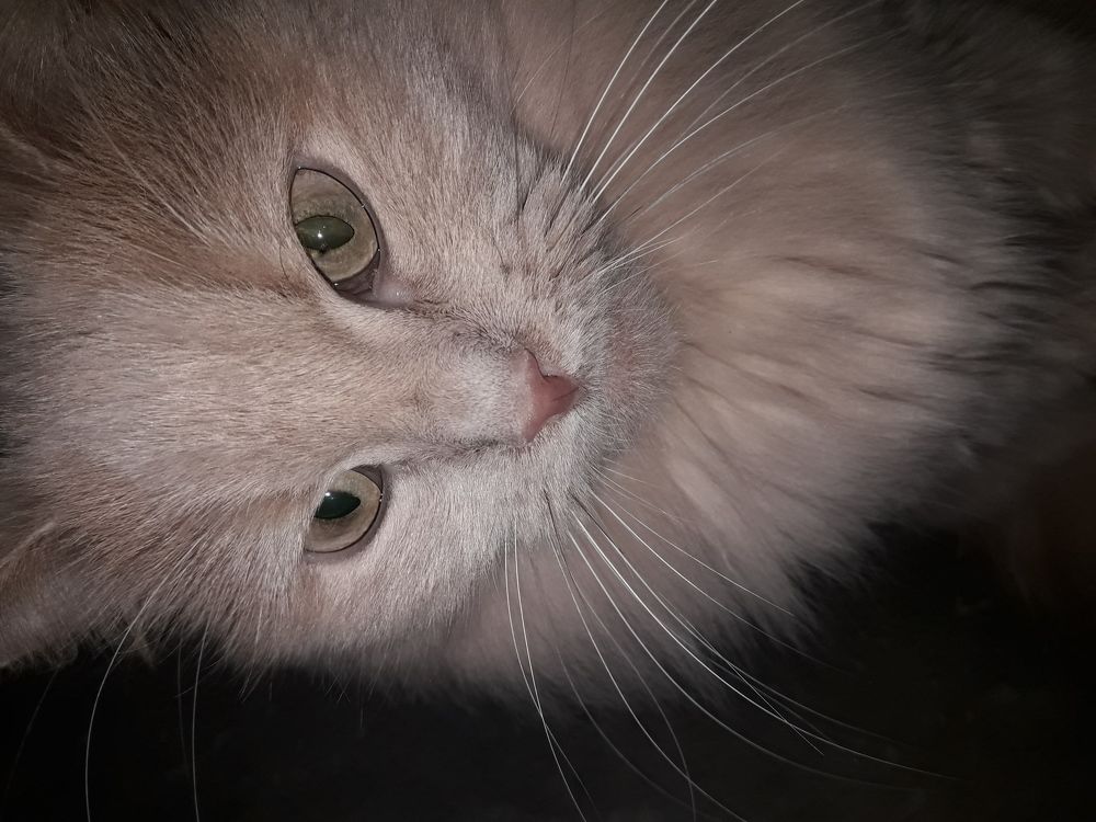 Моя любимица - Бусинка