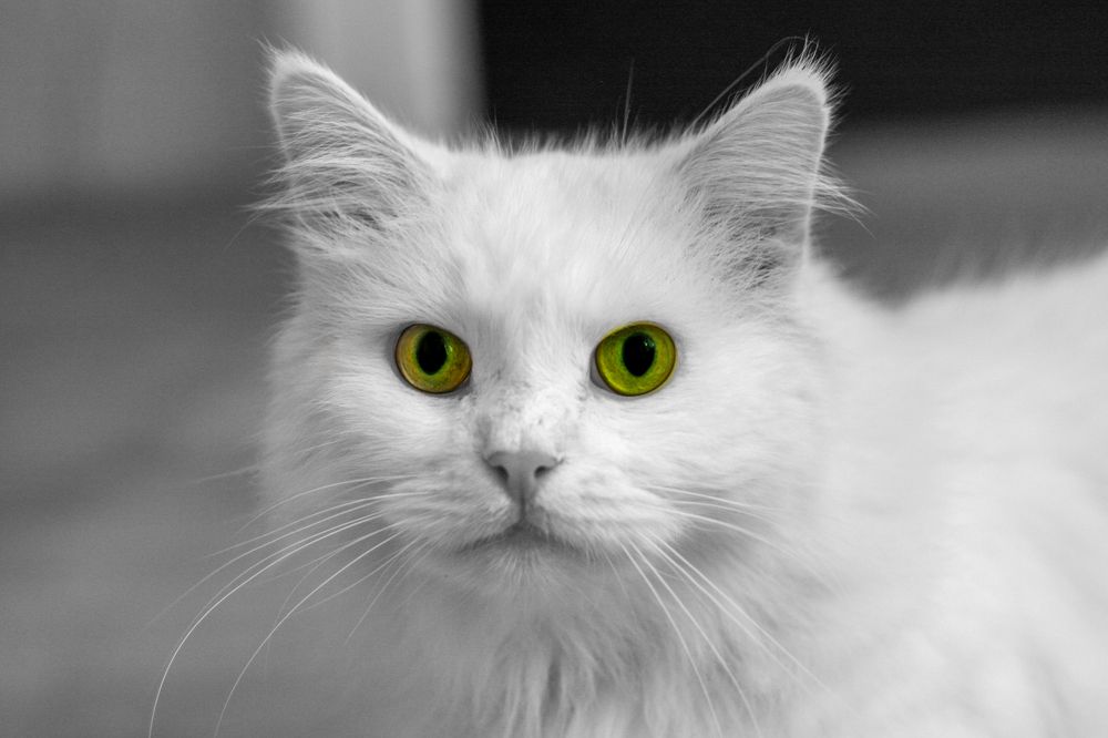 Photograph by Диана