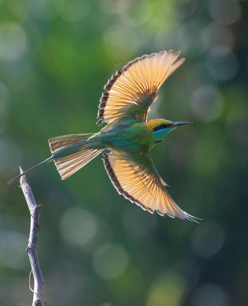 Фотография автора Anandhu M