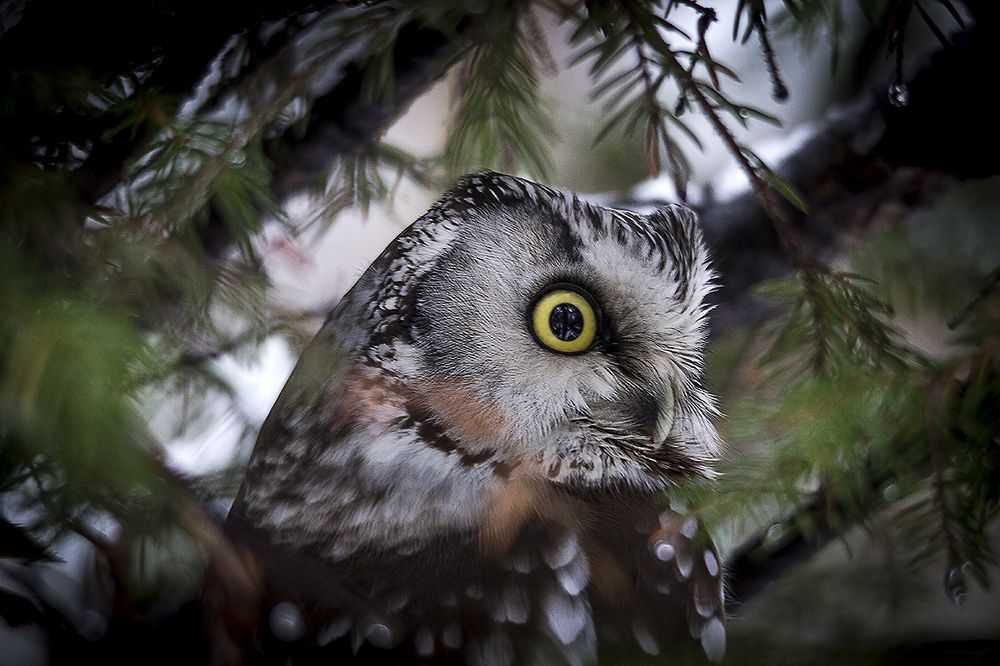 Photograph by Андрей Костромин