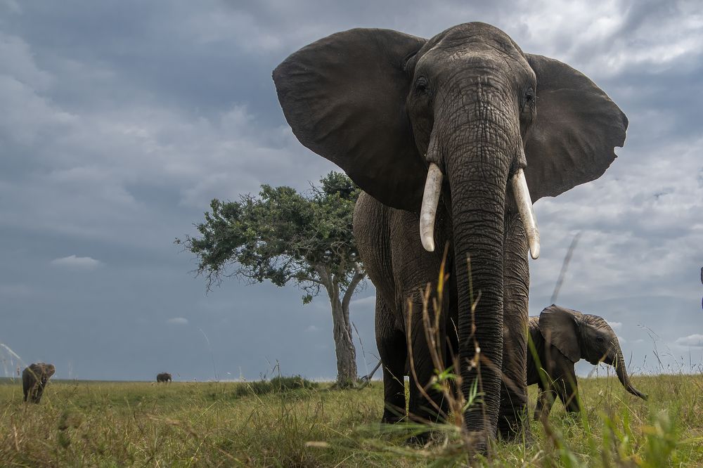 Photograph by Dilip Shah