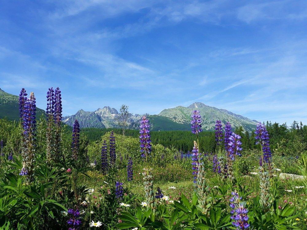 High Tatras, My Love!