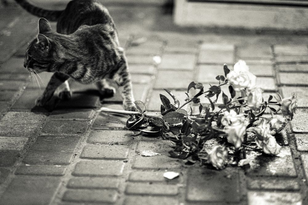 Photograph by Сергей Дедушев