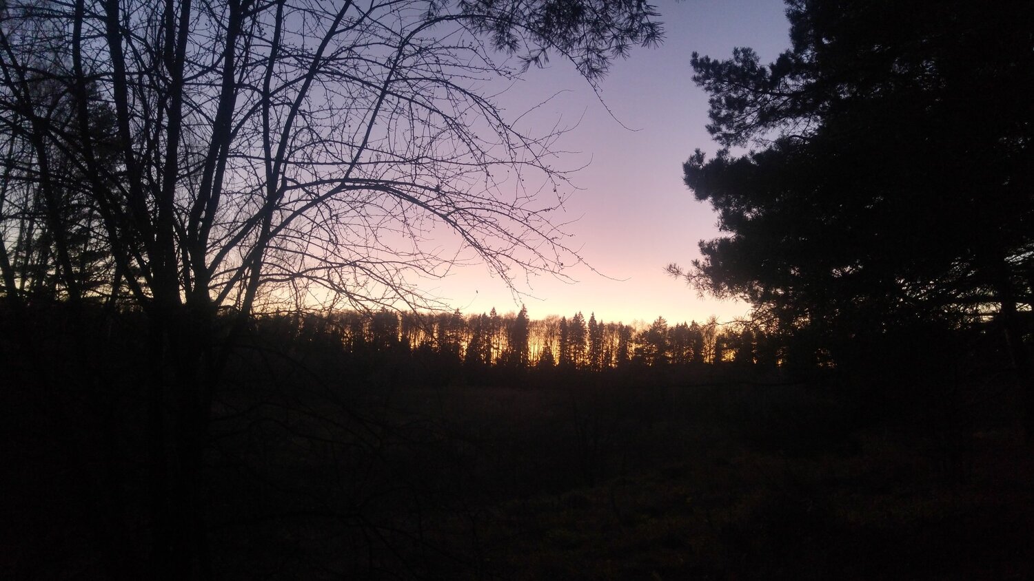 Edge of the forest