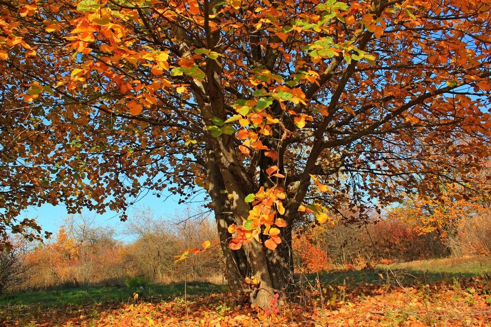 Photograph by Галина Суркова