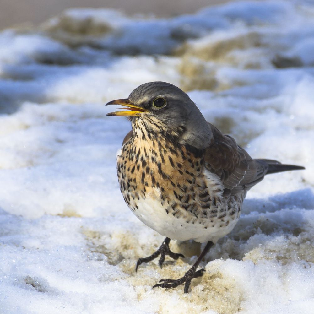 Дрозд рябинник