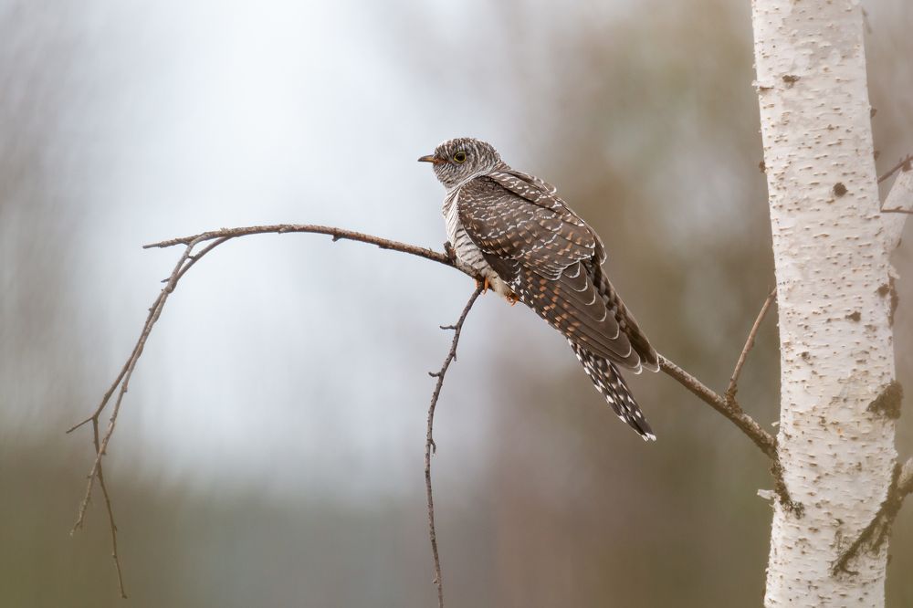 Обыкновенная кукушка