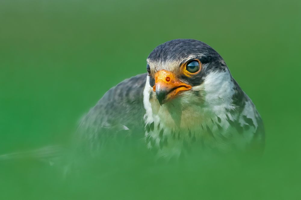 Photograph by Dilip Shah