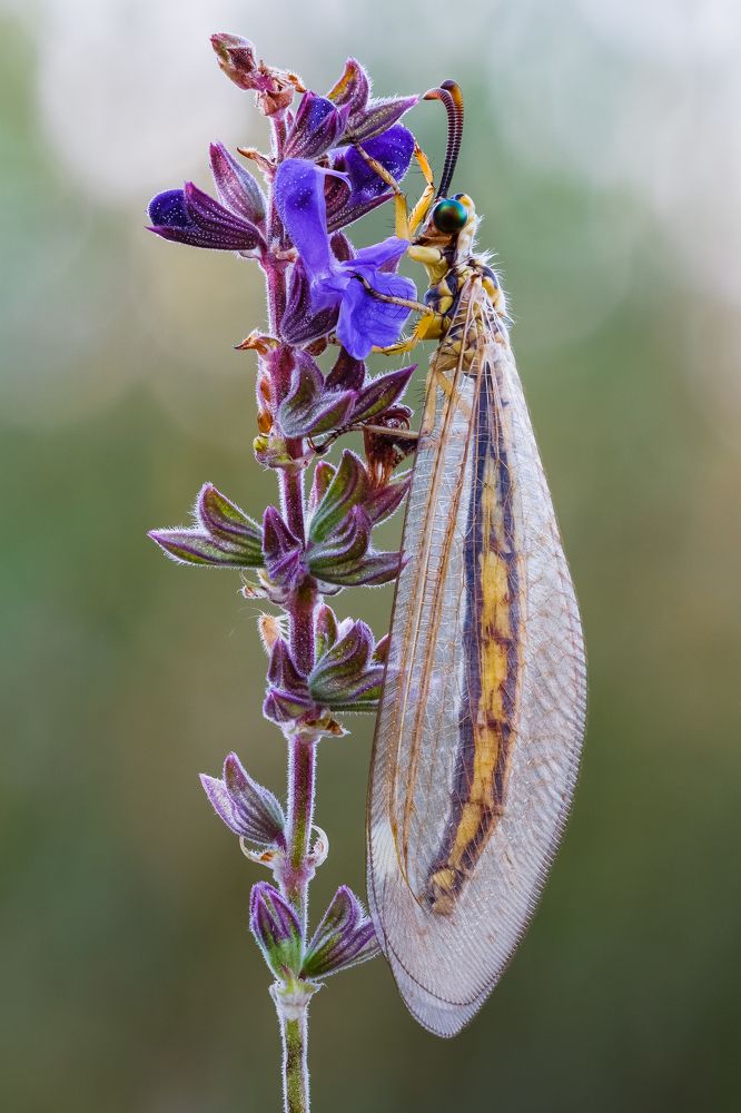 Муравьиный лев и козявочка