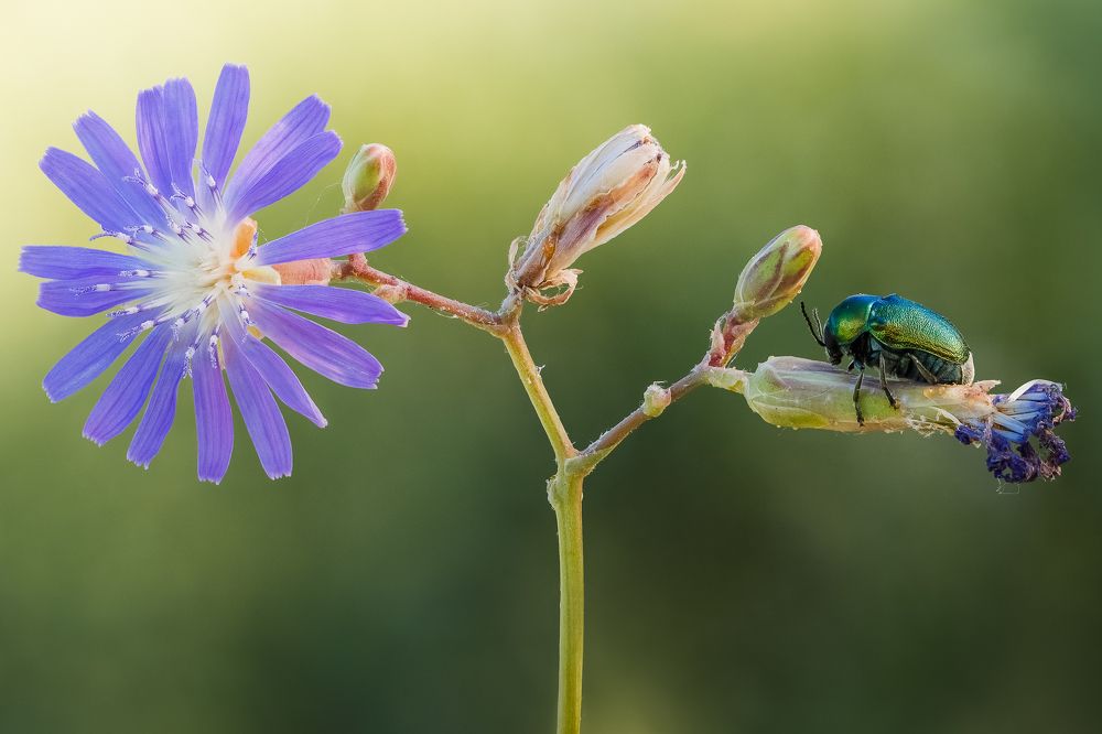Сны о прекрасном